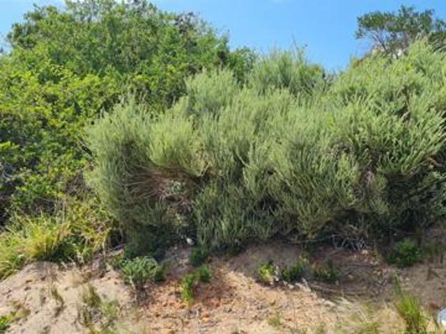 Land for sale in Cape St Francis, Eastern Cape