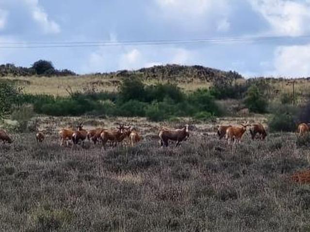 Farm for sale in Xhariep District Municipality, Free State