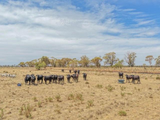 Acreage for sale in Wyalong, New South Wales