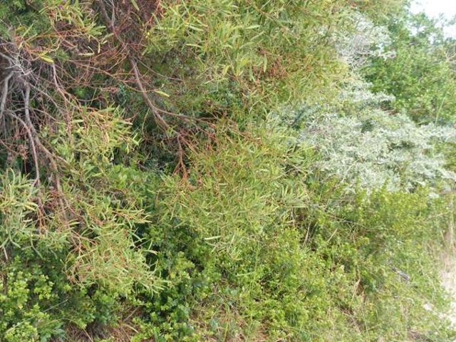 Land for sale in Cape St Francis, Eastern Cape