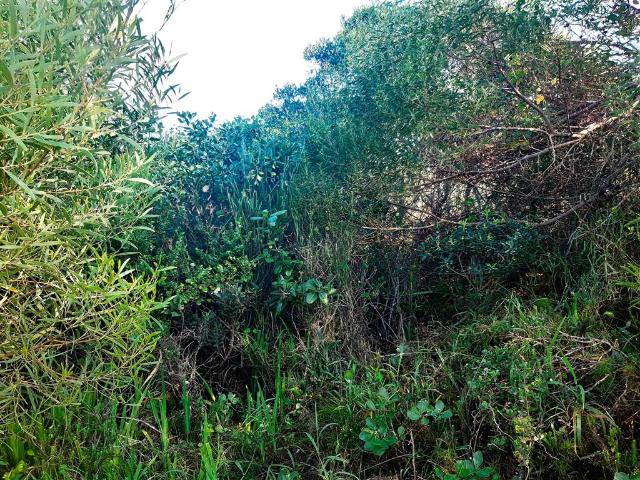 Land for sale in Cape St Francis, Eastern Cape