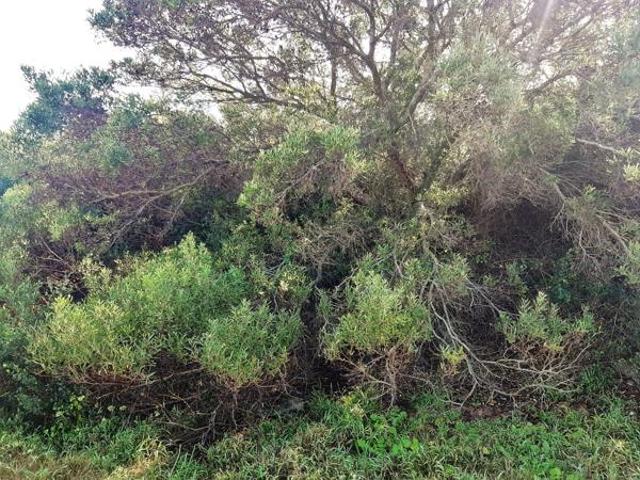 Land for sale in Cape St Francis, Eastern Cape