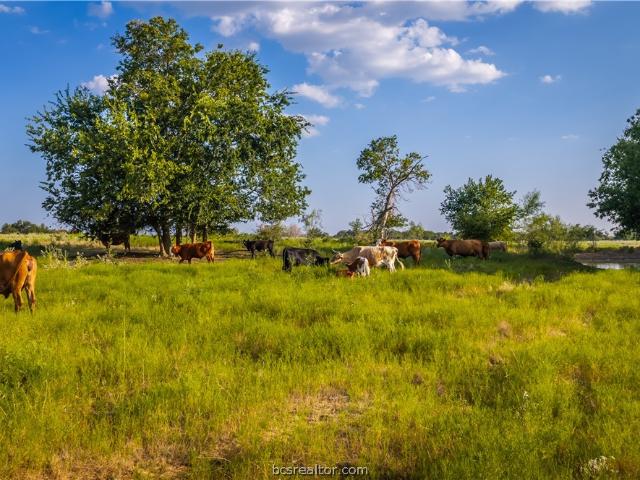 Land for sale in Kosse, Limestone County