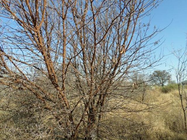 Land for sale in Koppies, Free State