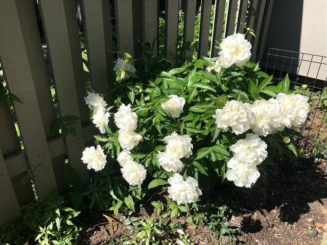 Condo for sale in Ann Arbor, Michigan