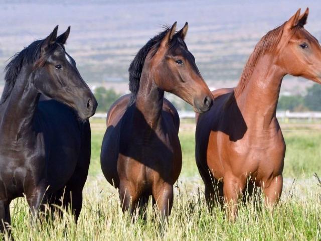 Ranch for sale in New Mexico