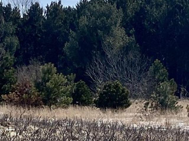 Land for sale in Alden, Michigan