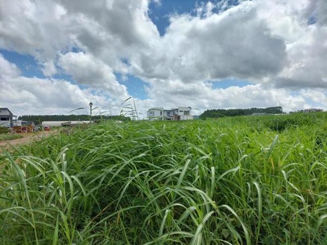 Land for sale in Mopani, Limpopo
