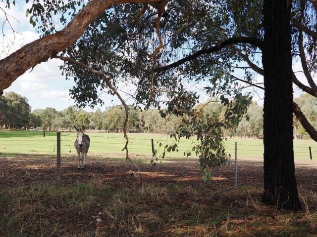 Land for sale in Amphitheatre, Victoria