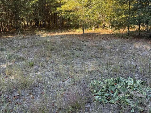 Land for sale in Latta, Marion County