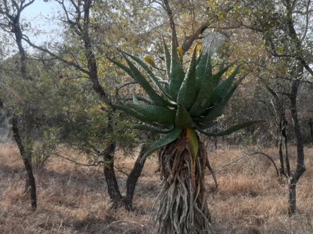 Land for sale in Ehlanzeni, Mpumalanga