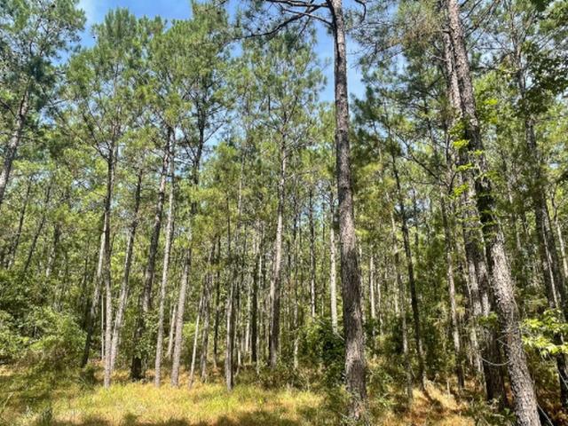 Land for sale in Broaddus, Texas