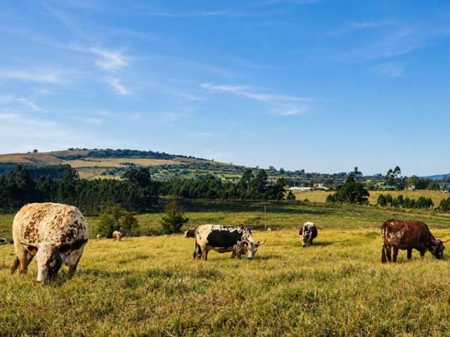 Land for sale in Umgungundlovu, Kwazulu-natal