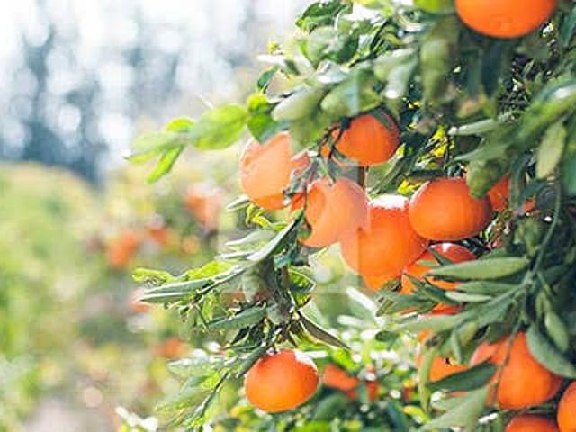 Land for sale in Haripur, North West Frontier Province
