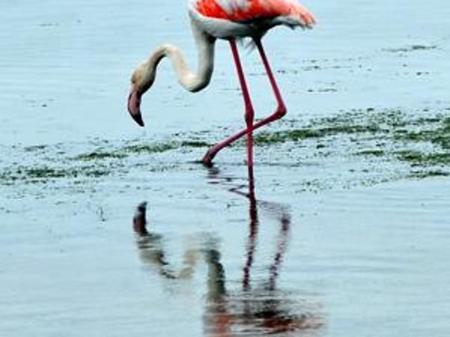 Land for sale in Cape St Francis, Eastern Cape