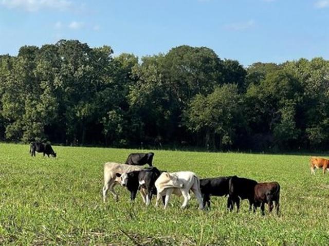 Land for sale in Bynum, Texas