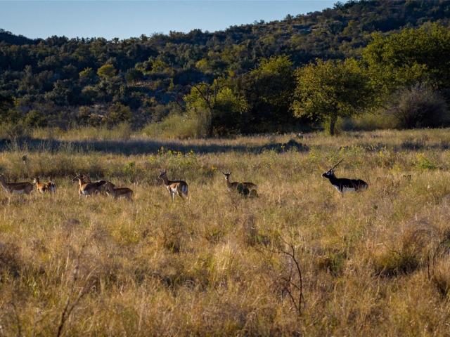 Farm for sale in Llano, Llano County