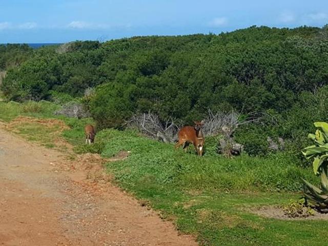 Land for sale in Cape St Francis, Eastern Cape