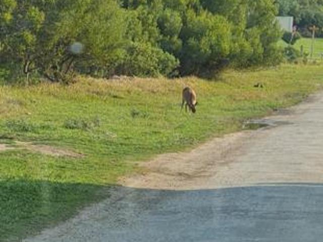 Land for sale in Cape St Francis, Eastern Cape