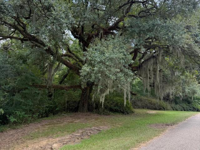Land for sale in Saint Francisville, Louisiana