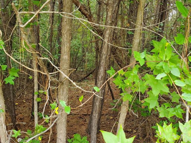 Land for sale in Chatham, North Carolina