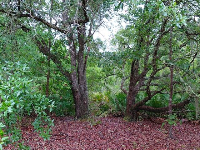 Land for sale in Folkston, Georgia