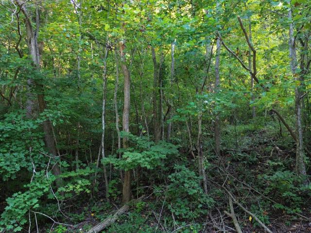Land for sale in Tennessee