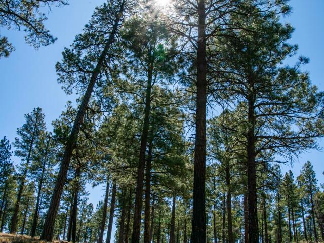 Property for sale in Happy Jack, Arizona