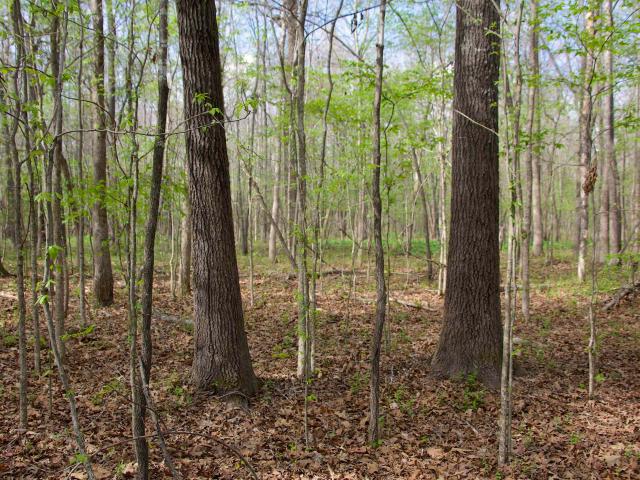 Land for sale in Mississippi
