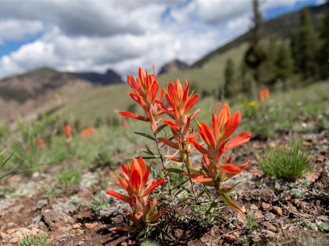 Land for sale in Mineral, Colorado