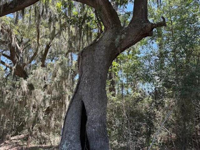 Land for sale in South Carolina