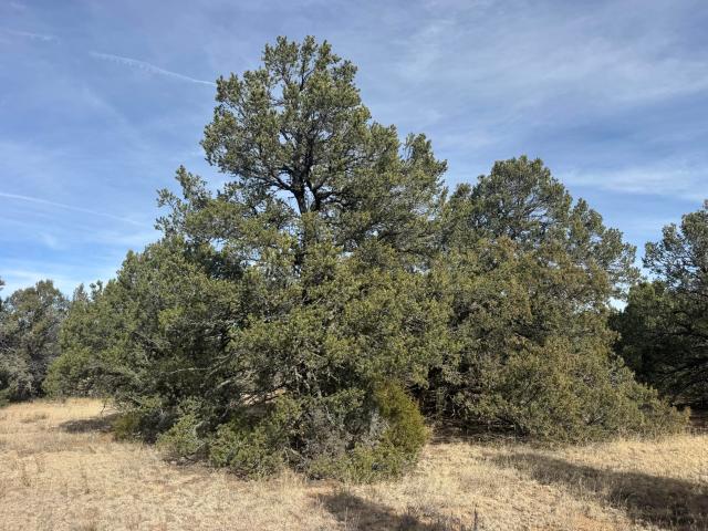 Land for sale in Placitas, New Mexico