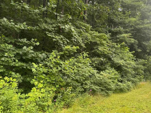 Land for sale in Sylva, North Carolina