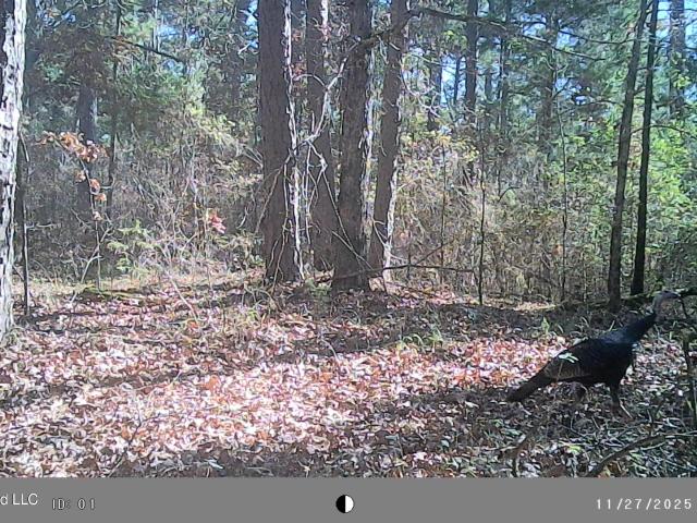 Land for sale in Coffeeville, Mississippi