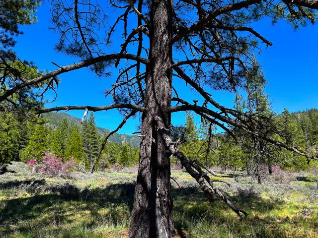 Land for sale in California