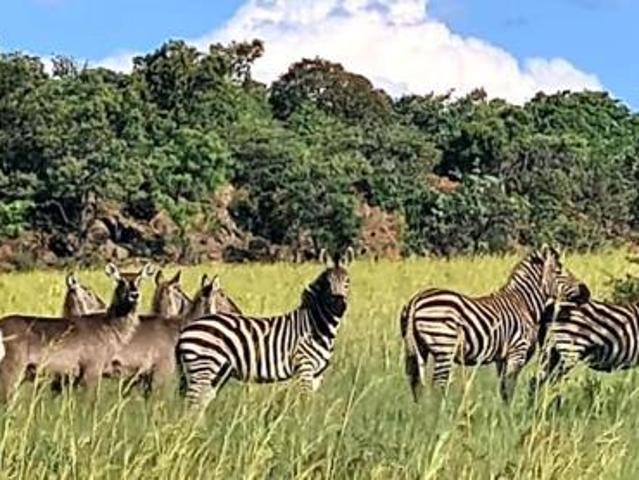 Property for sale in Limpopo