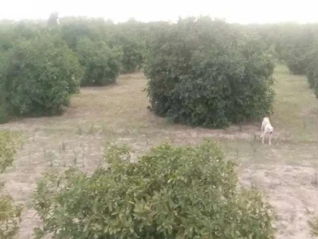 Land for sale in Layyah, Islamabad Capital Territory