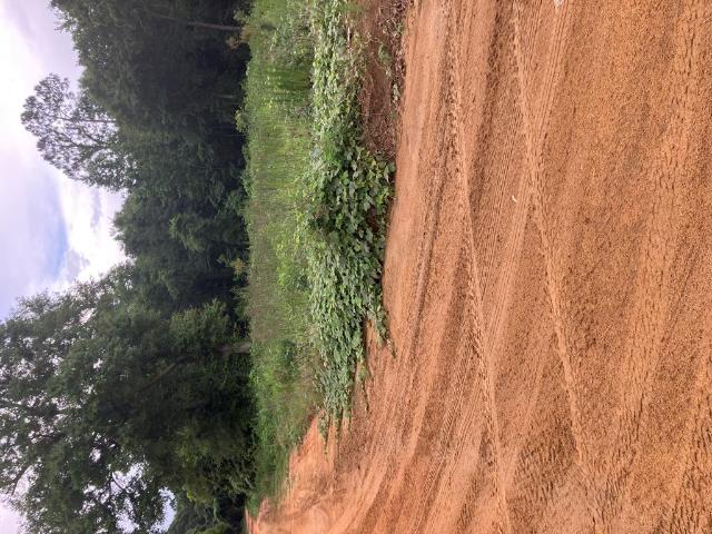 Land for sale in Geneva, Alabama