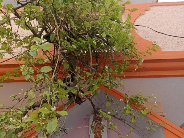 House for sale in Bangalore East, Cox Town - Bangalore