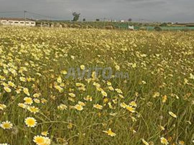 Propriété vente à Sidi Allal El Bahraoui