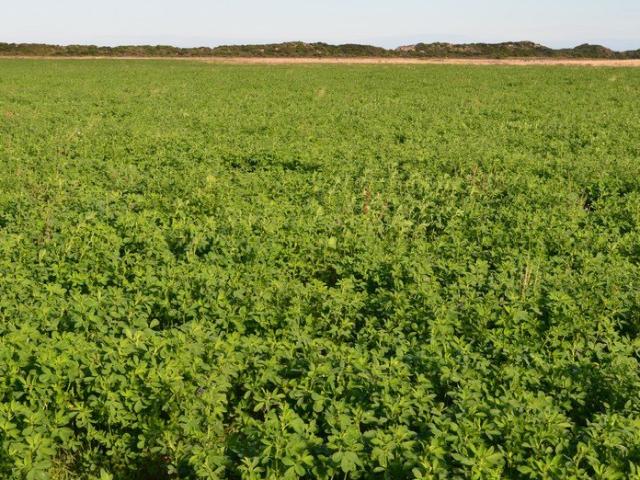 Cottage for sale in Robe, South Australia
