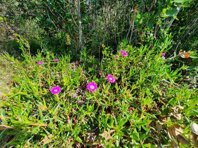 Land for sale in Eastern Cape