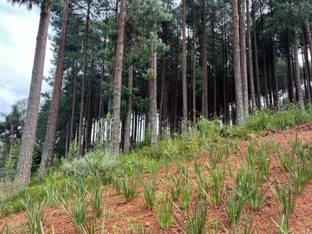 Land for sale in Mopani, Limpopo