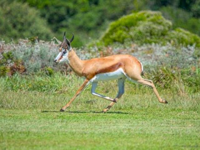 Land for sale in Cape St Francis, Eastern Cape