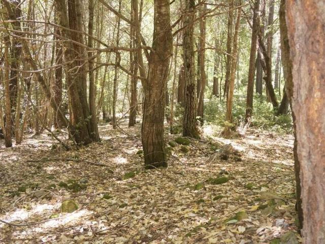 Land for sale in Burnt Ranch, California