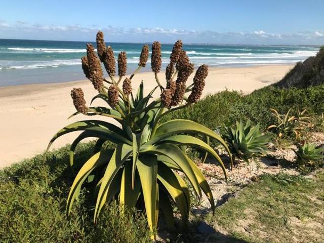 Land for sale in Eastern Cape