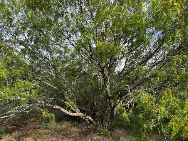 Land for sale in Williamson, Texas