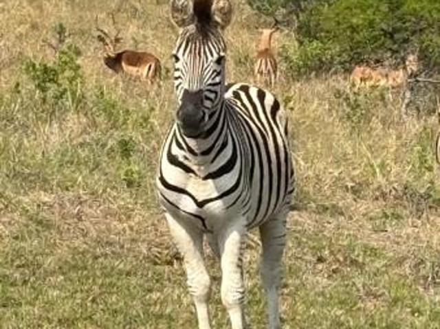 Land for sale in Bisho, Eastern Cape