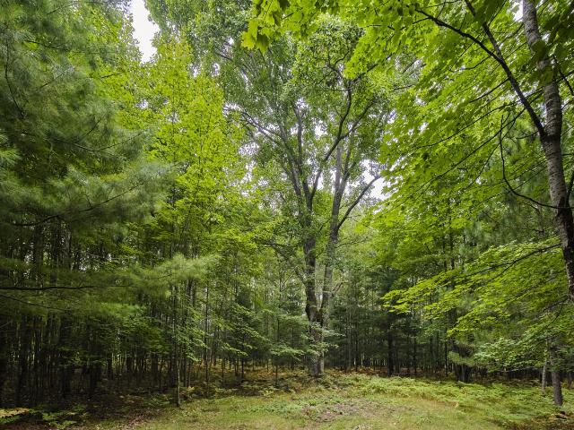 Land for sale in Michigan