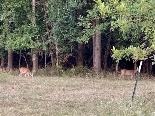 Land for sale in Limestone, Texas